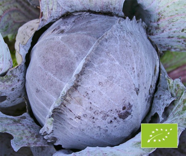 Rotkohl Langedijker Bewaar 2 BIO